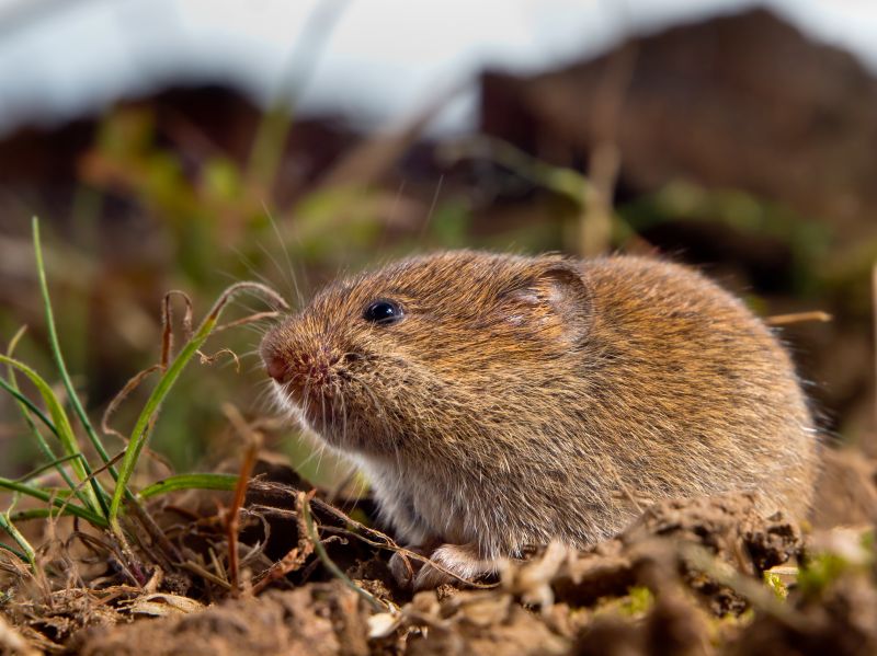Top Rated Products for Vole Removal