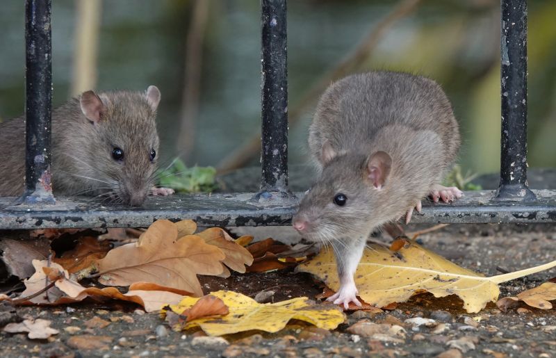 Rat Fumigation Service in Katy, TX
