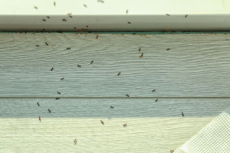 Ants Extermination Service in Fort Worth, TX