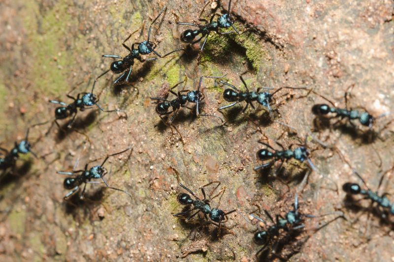 Black Ant Extermination in Mckinney, TX