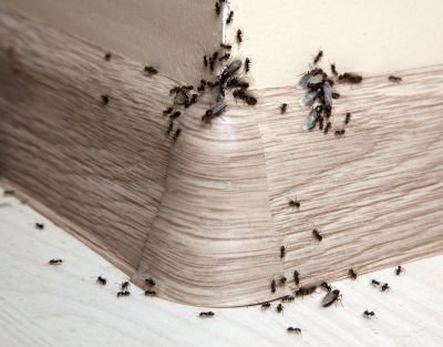 Black Ant Extermination in Katy, TX
