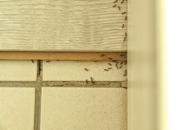 Black Ant Extermination in Fort Worth, TX