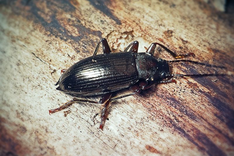 Bug Removal Service in Katy, TX