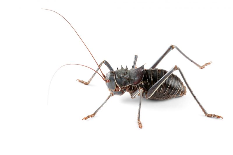 Cricket Control Service in Katy, TX