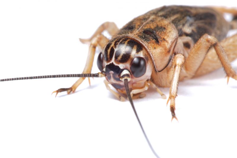 Cricket Prevention in Katy, TX