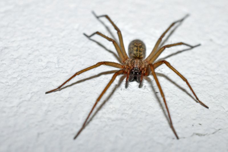 Cross Spider Extermination in New Braunfels, TX