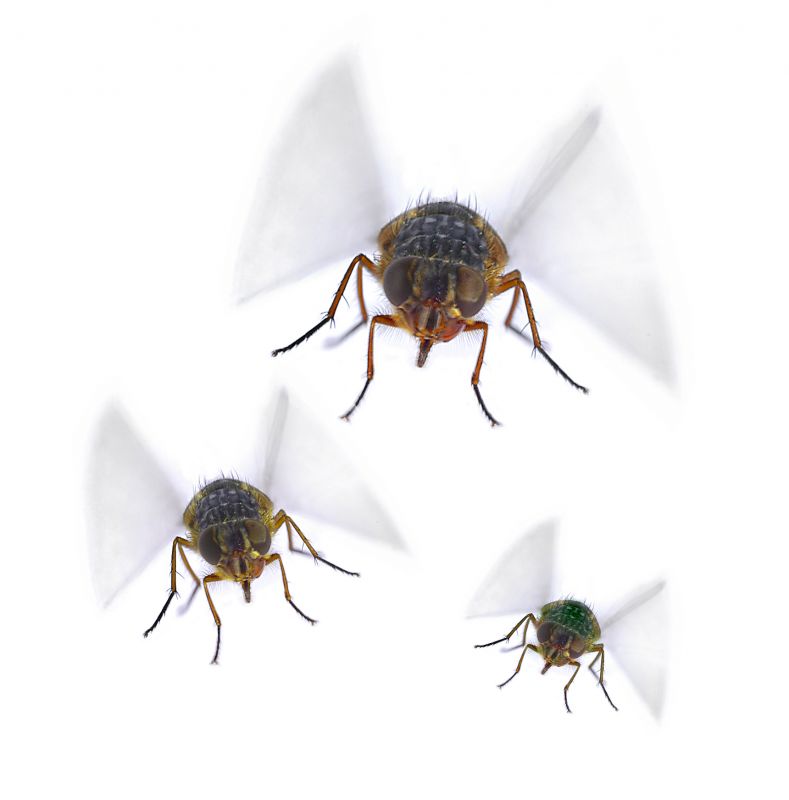 Fly Control Service in Denton, TX