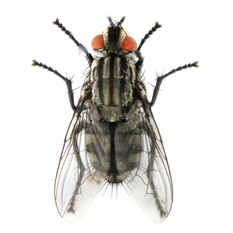 Fly Control Service in Mckinney, TX