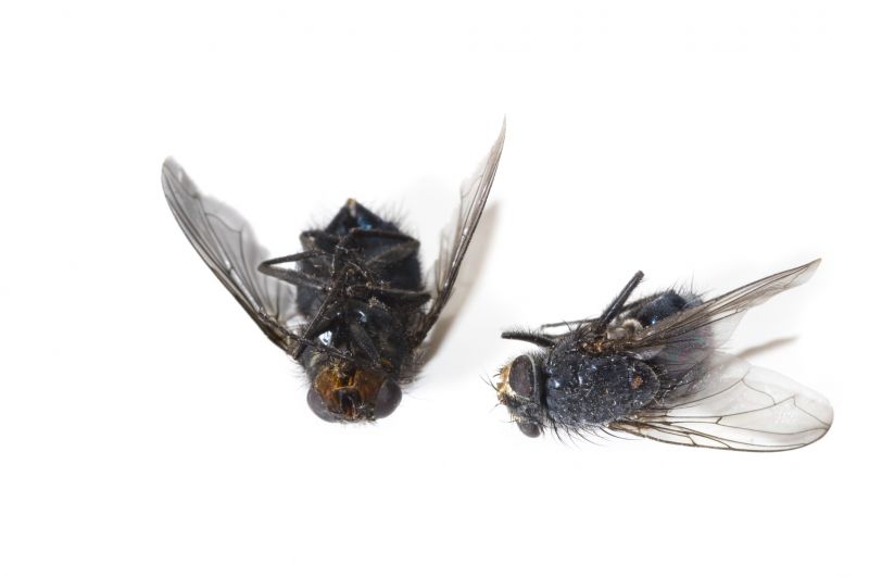 Fly Infestation Extermination in Rockwall, TX