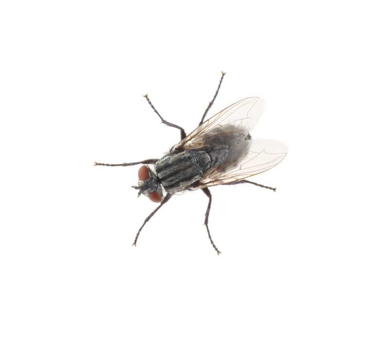 Fly Infestation Extermination in Denton, TX