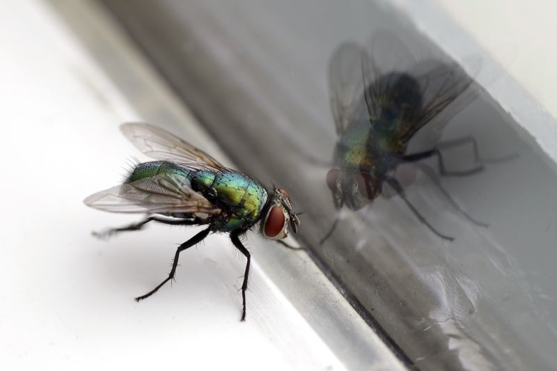 Fly Infestation Extermination in Frisco, TX