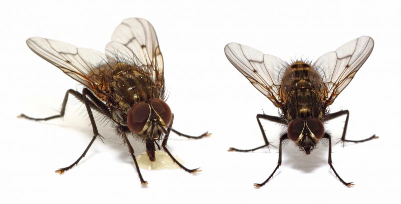 Fly Pest Control in Frisco, TX