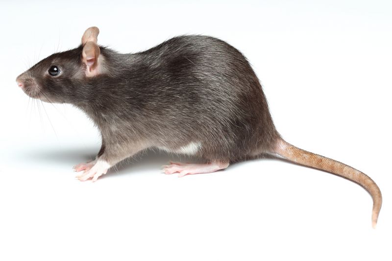 Health Risks Associated With Rodents In Residential And Commercial Spaces