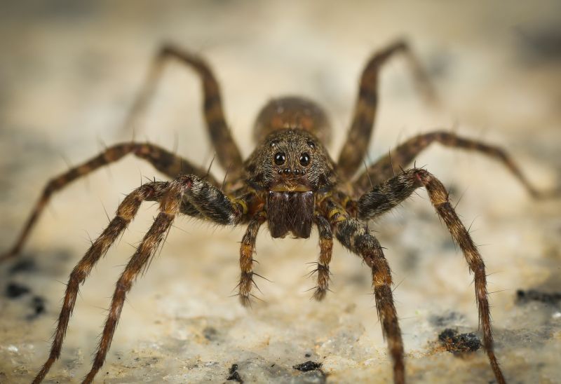 Huntsman Spider Extermination in Mckinney, TX
