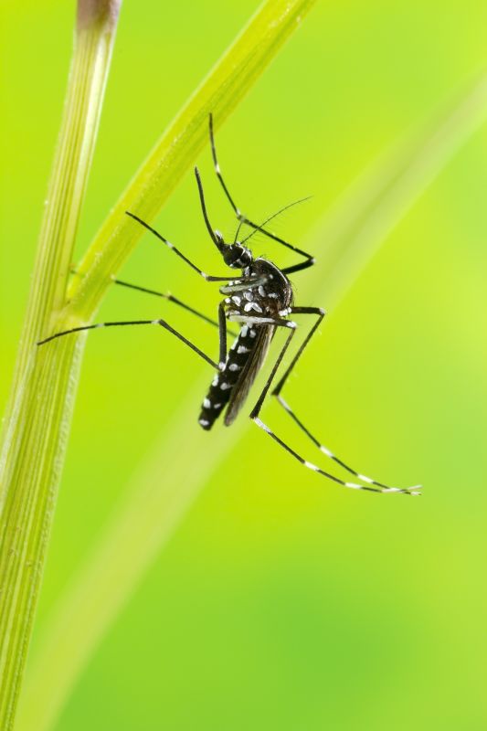 Mosquitoes Pest Control in Denton, TX