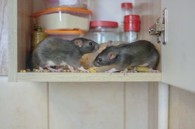 Rodent Control Solutions For Homes