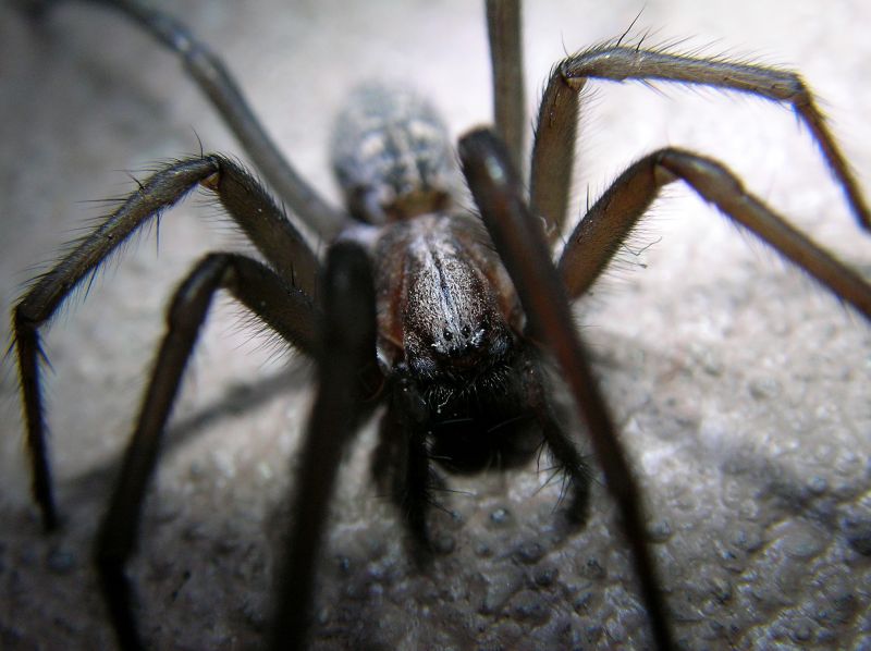 Spider Extermination Service in Fort Worth, TX
