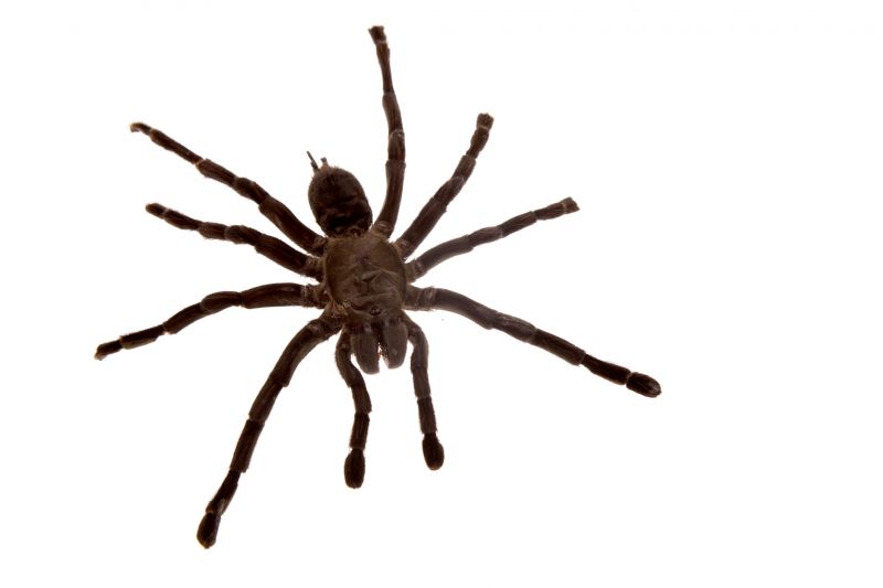 Spider Extermination Service in Katy, TX