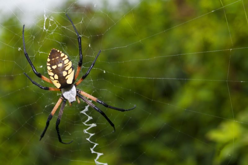 Spider Fumigation Service in Gwinnett County, GA