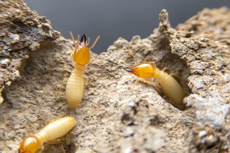Termite Infestation Service in Frisco, TX