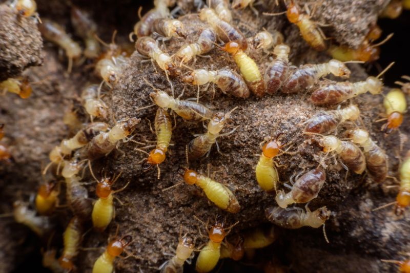 Termite Inspection Service in Katy, TX