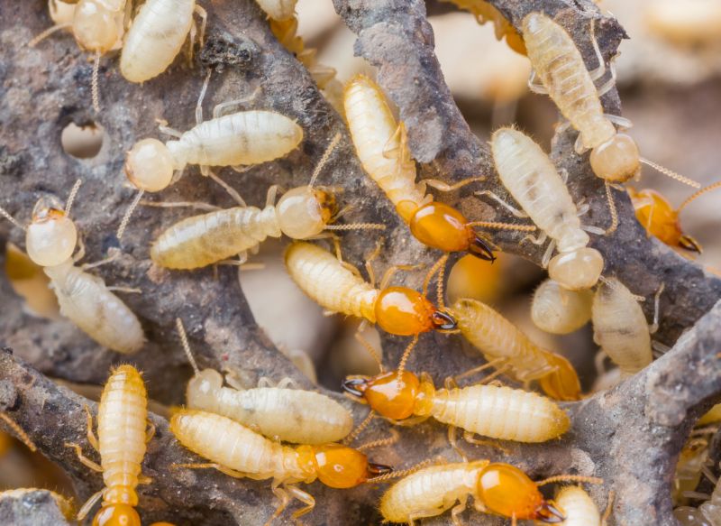 Termite Treatment Service in Frisco, TX