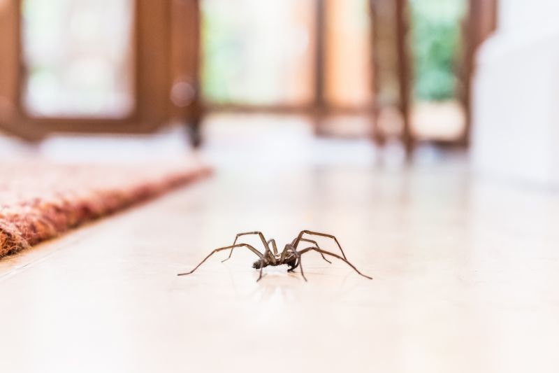 Trapdoor Spider Extermination in Fort Worth, TX