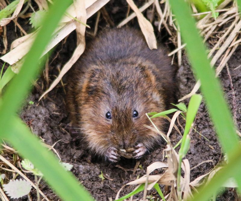 Vole Removal Cost Guide — Cost of Vole Removal