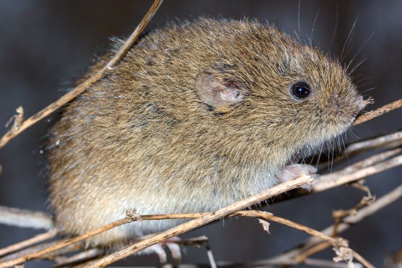 Vole Removal Cost Guide — Cost of Vole Removal
