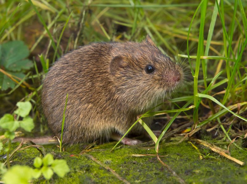 Vole Removal