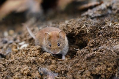 Remove Voles from Your Property!
