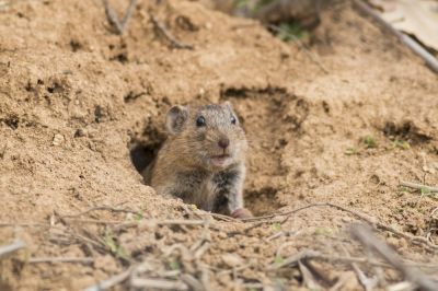 Voles Can be Destructive to Your Residence!